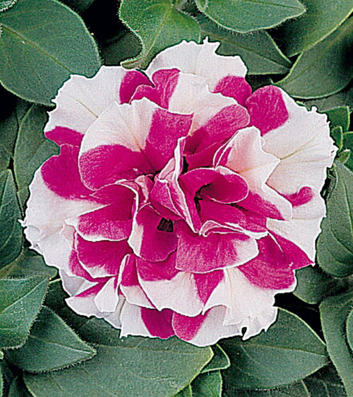 Петуния дабл Дуо Микс